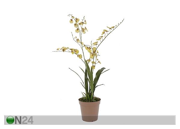 Жёлтая Орхидея Онцидиум 115 см SH-13607 - ON24.ee Мебель и интерьер