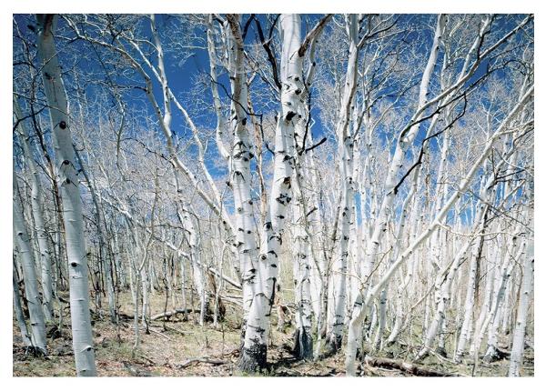 Fliis fototapeet Birches in Utah Dixie National Park 368x254 cm