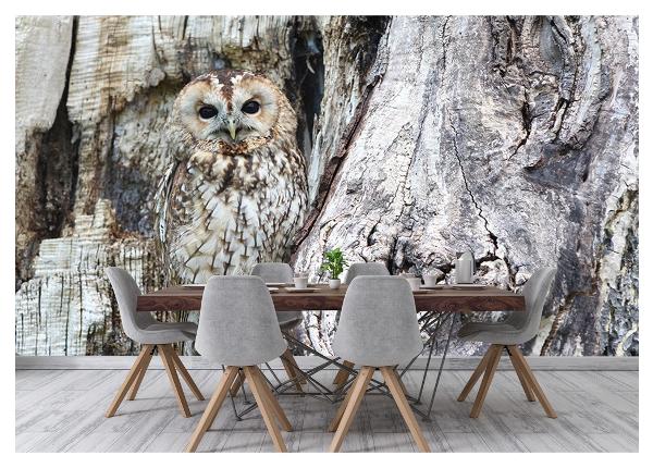 Fliis fototapeet Owl on a Grey Tree 368x254 cm