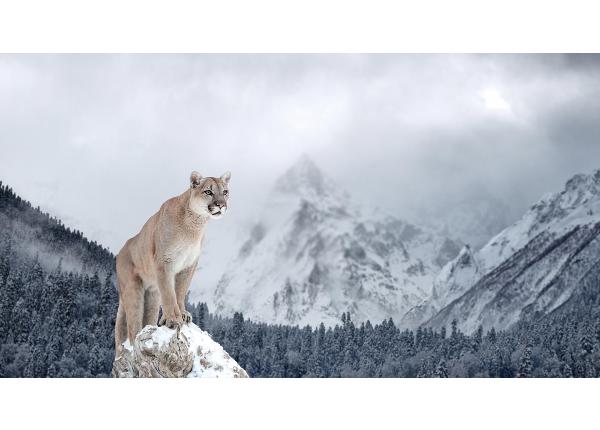 Fliis fototapeet Portrait Of A Cougar