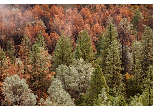 Isekleepuv fototapeet Beautiful Forest
