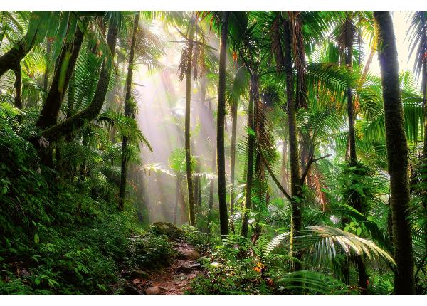 Isekleepuv fototapeet Beautiful Jungle Path