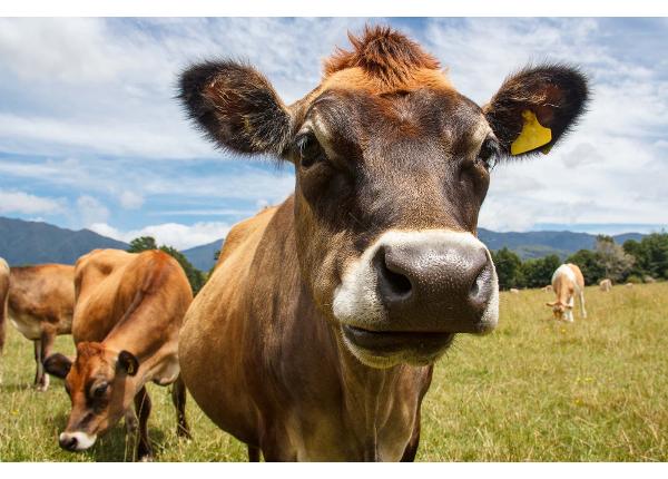 Isekleepuv fototapeet Chewing Cow Looking Surprisingly Straight