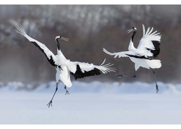 Isekleepuv fototapeet Dancing Pair Of Red-crowned Crane