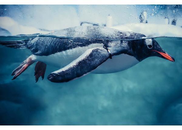 Isekleepuv fototapeet Gentoo Penguin Swimming Marine Life