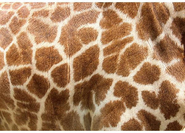 Isekleepuv fototapeet Genuine Leather Of Giraffe