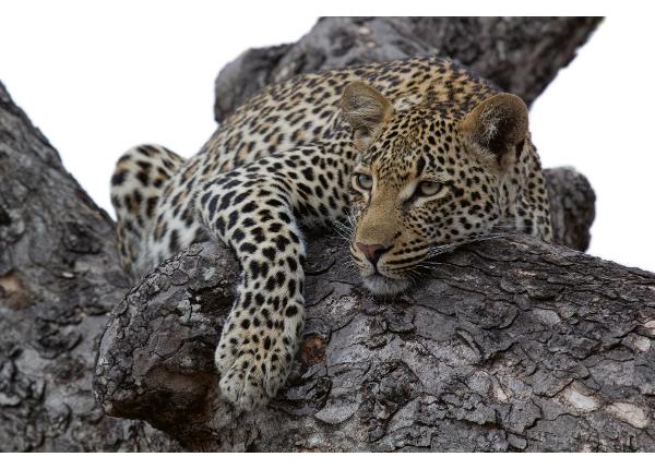 Isekleepuv fototapeet Leopard In Tree