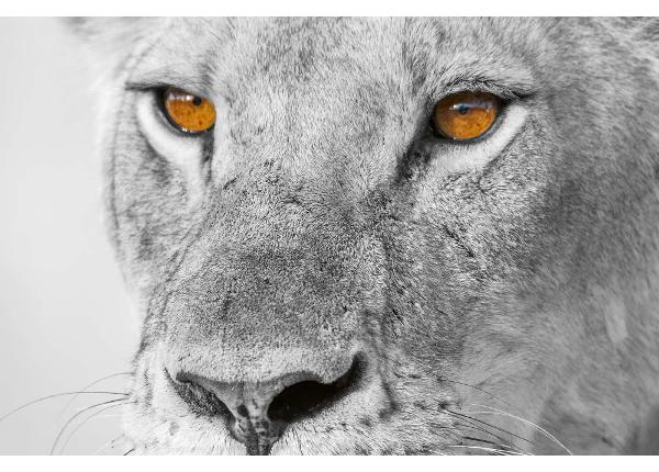 Isekleepuv fototapeet Panthera Leo