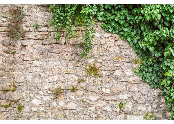Isekleepuv fototapeet Stone Wall With Leaves