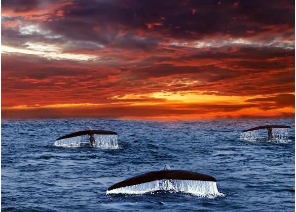 Isekleepuv fototapeet Tails Whales