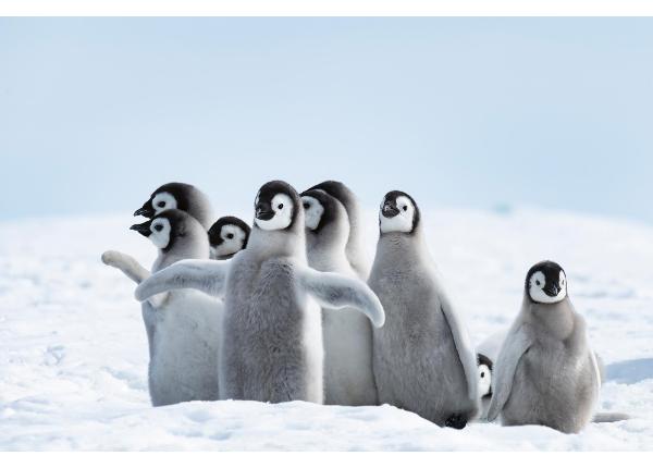 Itsekiinnityvä kuvatapetti Emperor Penguins Chicks