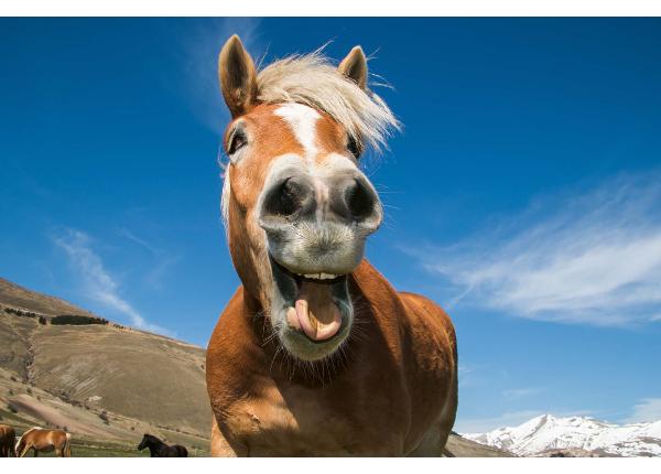 Itsekiinnityvä kuvatapetti Funny Shot Of Horse