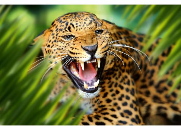 Itsekiinnityvä kuvatapetti Leopard Portrait In Jungle