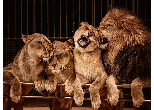 Itsekiinnityvä kuvatapetti Lion And Three Lioness