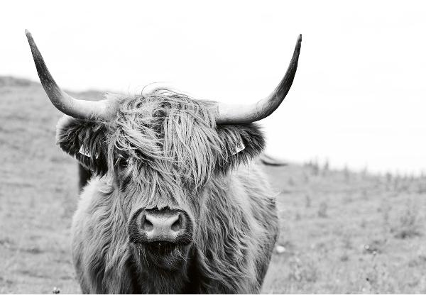 Itsekiinnityvä kuvatapetti Scottish Cow 