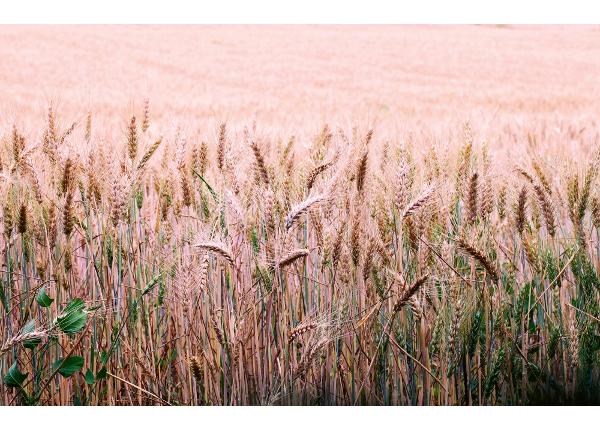 Itsekiinnityvä kuvatapetti Wheat Field
