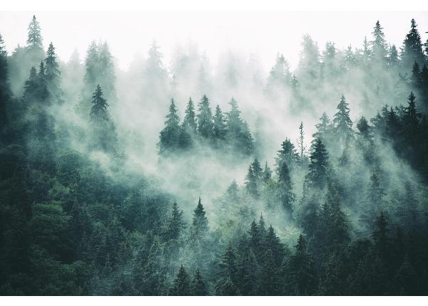 Itseliimautuva kuvatapetti Foggy Forest