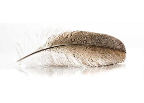 Klaaspilt Feather 125x50 cm