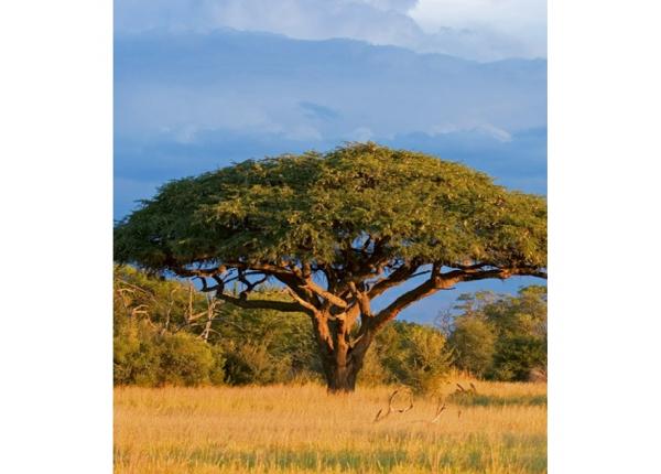 Non-woven kuvatapetti Acacia tree