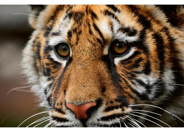 Non-woven kuvatapetti Beautiful Big Tiger