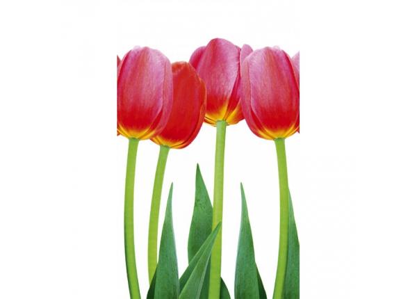 Non-woven kuvatapetti Bed of tulips
