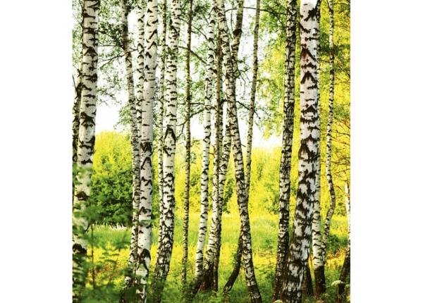 Non-woven kuvatapetti Birch forest