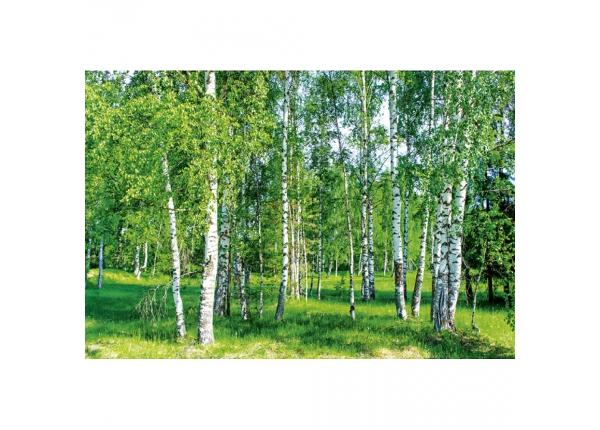 Non-woven kuvatapetti Birch grow 375x250 cm
