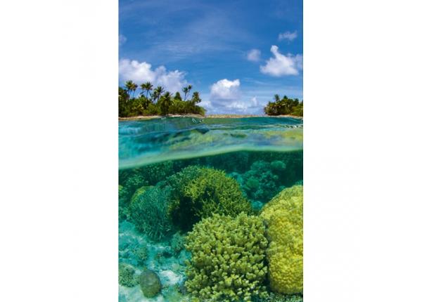 Non-woven kuvatapetti Coral reef