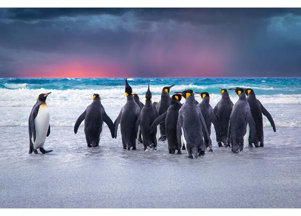 Non-woven kuvatapetti King Penguins In The Falkland