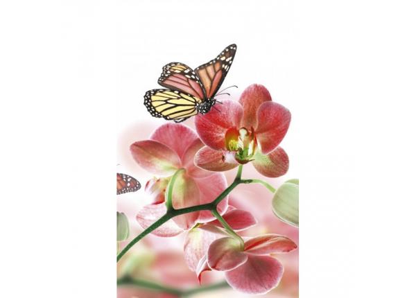 Non-woven kuvatapetti Orchids and butterfly