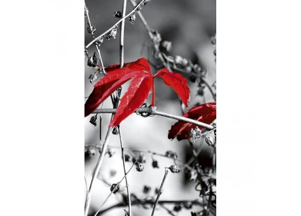 Non-woven kuvatapetti Red leaves on black