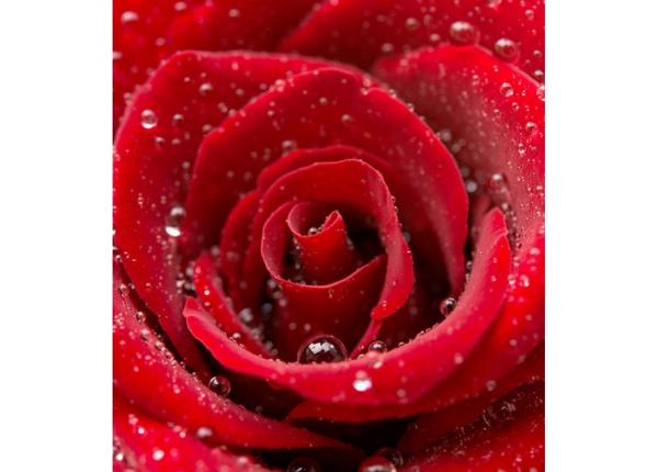 Non-woven kuvatapetti Red rose