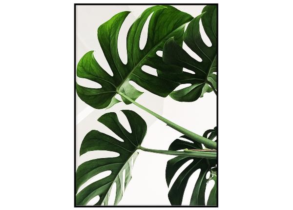 Poster Monstera