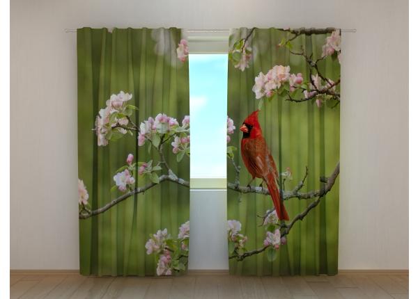 Puolipimentävä kuvaverho Bird Cardinal on a Spring Twig 240x220 cm