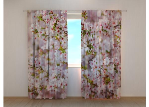 Puolipimentävä kuvaverho Cherry Tree Blossoms in Spring 240x220 cm