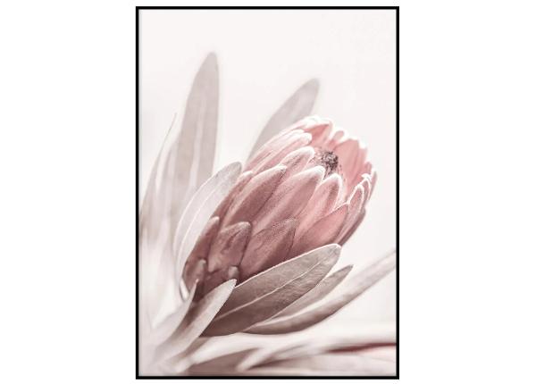 Seinäjuliste Pastelli protea