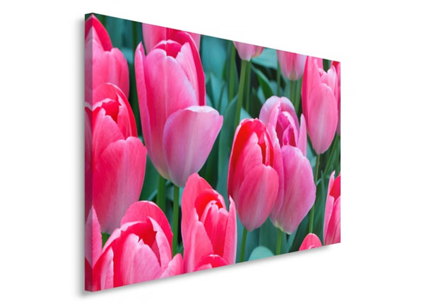 Seinapilt Pink tulips 30x40 cm