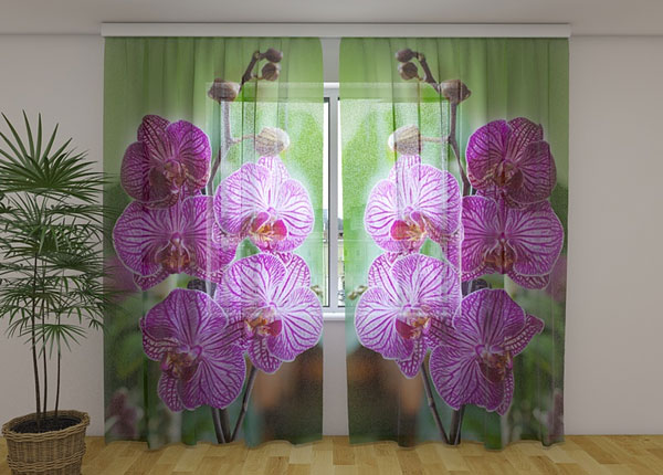 Šifoon-fotokardin Babylon orchid 240x220 cm