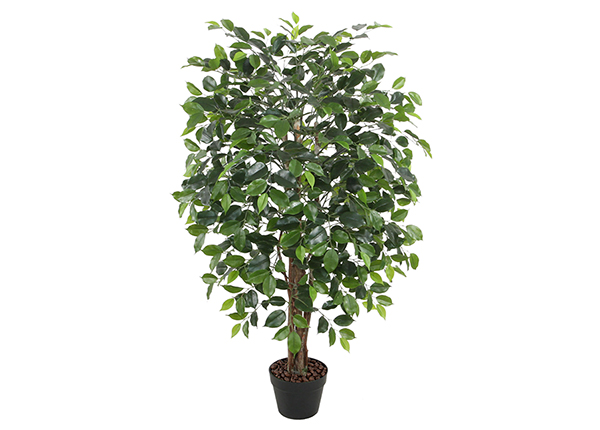 Tekopuu Viikunapuu 120 cm