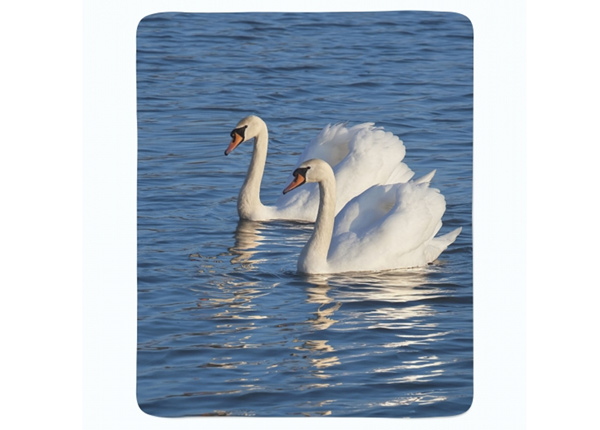 Torkkupeitto White Swans