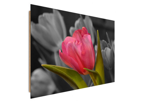 Настенная картина Red tulip 30x40 см