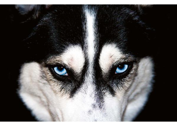 Самоклеящиеся фотообои Blue Eyes Husky