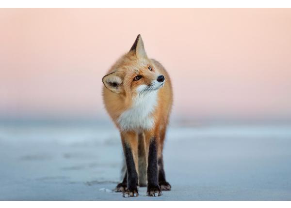 Самоклеящиеся фотообои Fox Turns Its Head