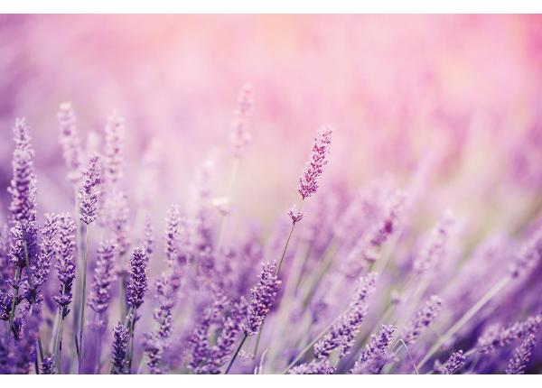 Самоклеящиеся фотообои Lavender