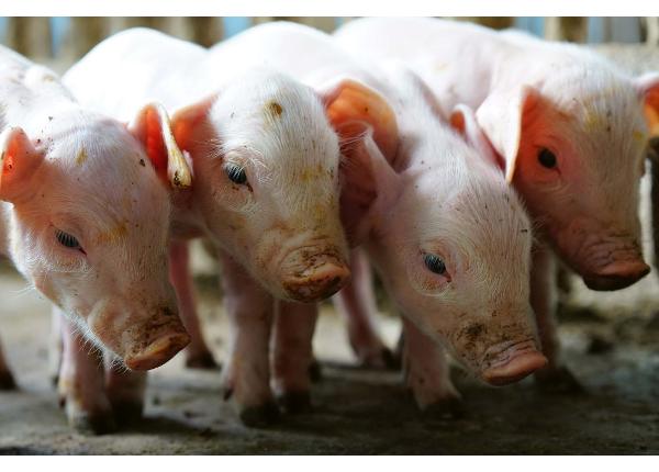 Самоклеящиеся фотообои Small Pigs In The Farm