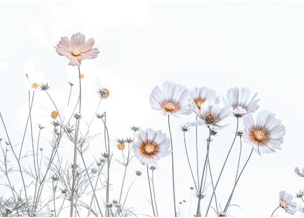Самоклеящиеся фотообои Soft Flowers