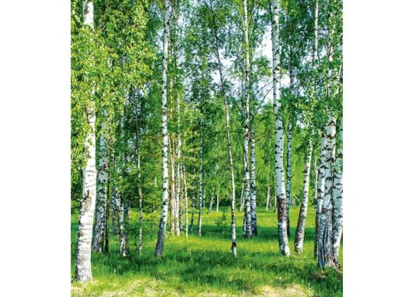 Флизелиновые фотообои Birch grow 225x250 см