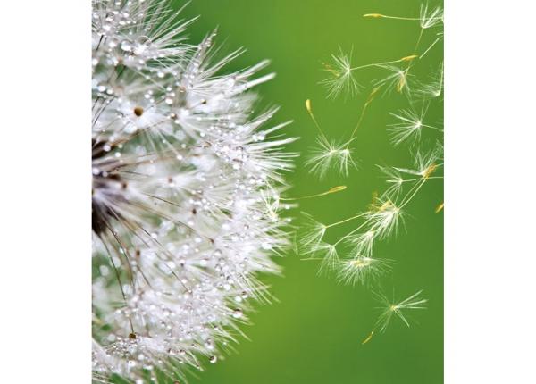 Флизелиновые фотообои Blowing dandelion 225x250 см