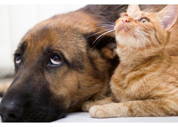 Флизелиновые фотообои Cat And Dog Together