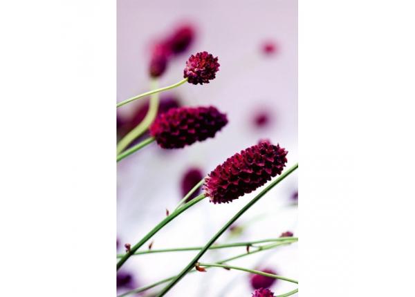 Флизелиновые фотообои Floral violet 150x250 см